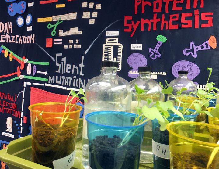 colourful cups show plants growing, in the background is black board with images science equipment and words like silent mutation, protein synthesis